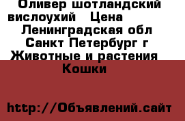 Оливер шотландский вислоухий › Цена ­ 10 000 - Ленинградская обл., Санкт-Петербург г. Животные и растения » Кошки   